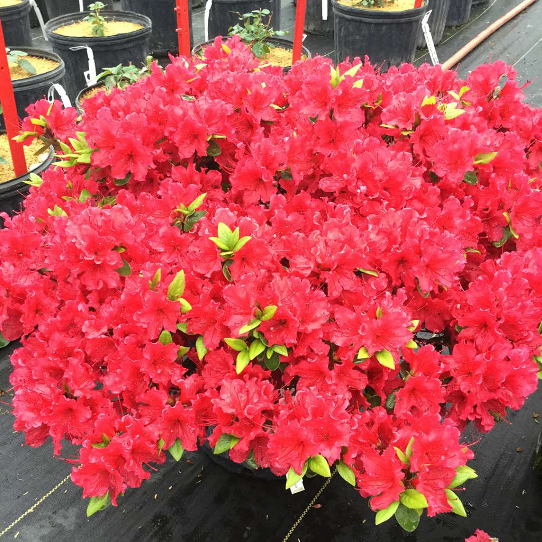 a Perfecto Mundo Red reblooming azalea covered in bright red flowers in a greenhouse