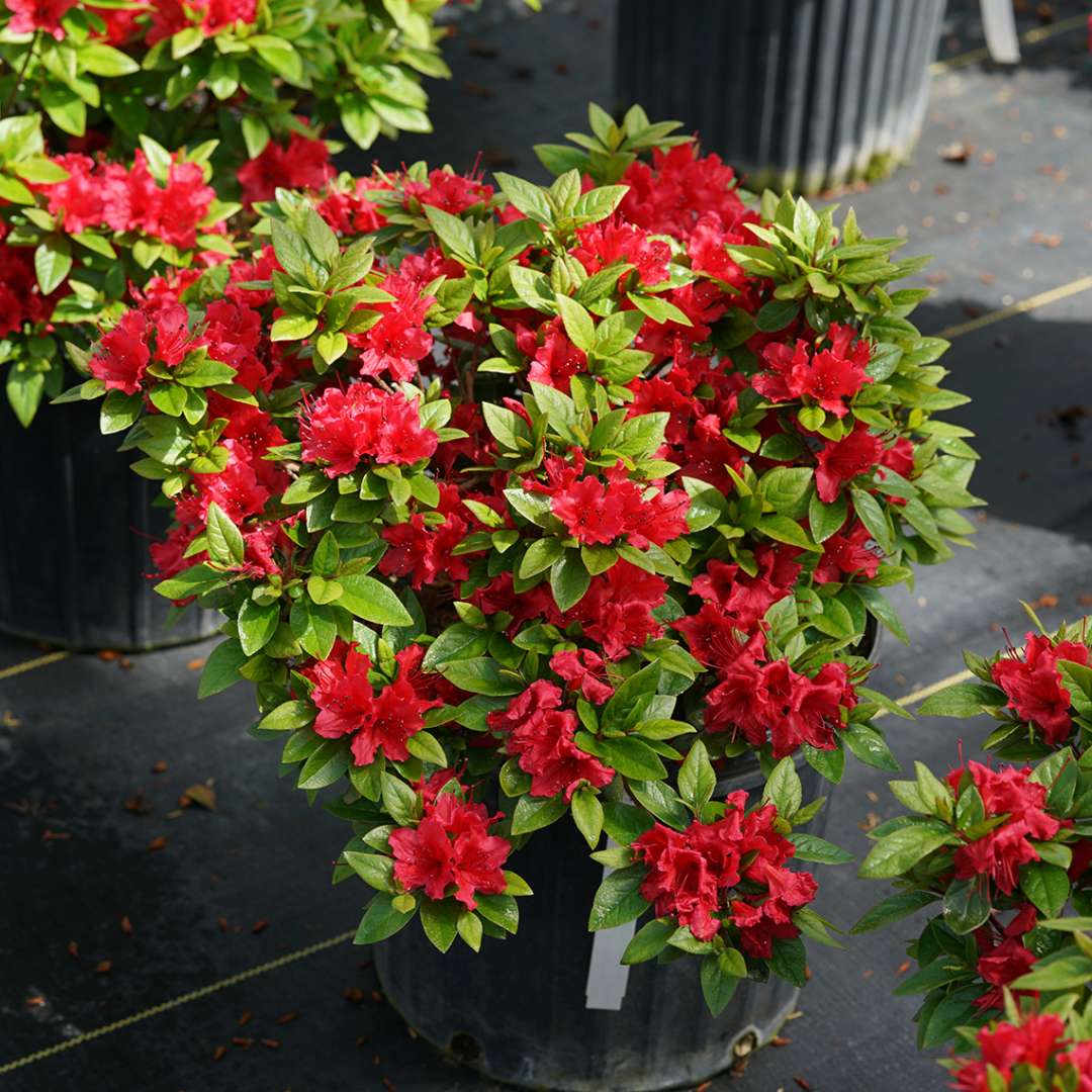 A Perfecto Mundo Red reblooming azalea in a black nursery pot in a greenhouse