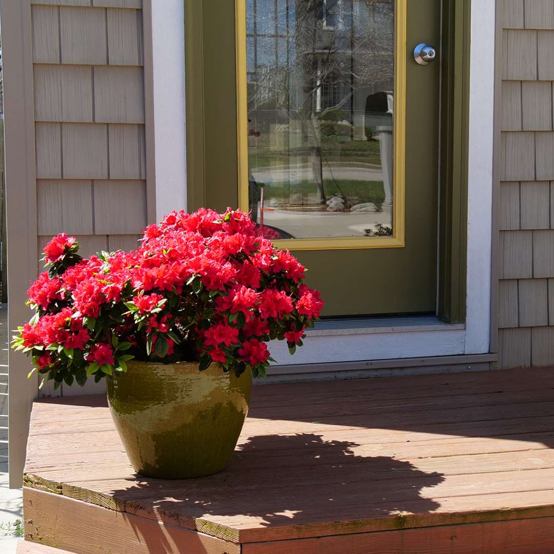 Perfecto Mundo Red reblooming azalea in a decorative container on a deck