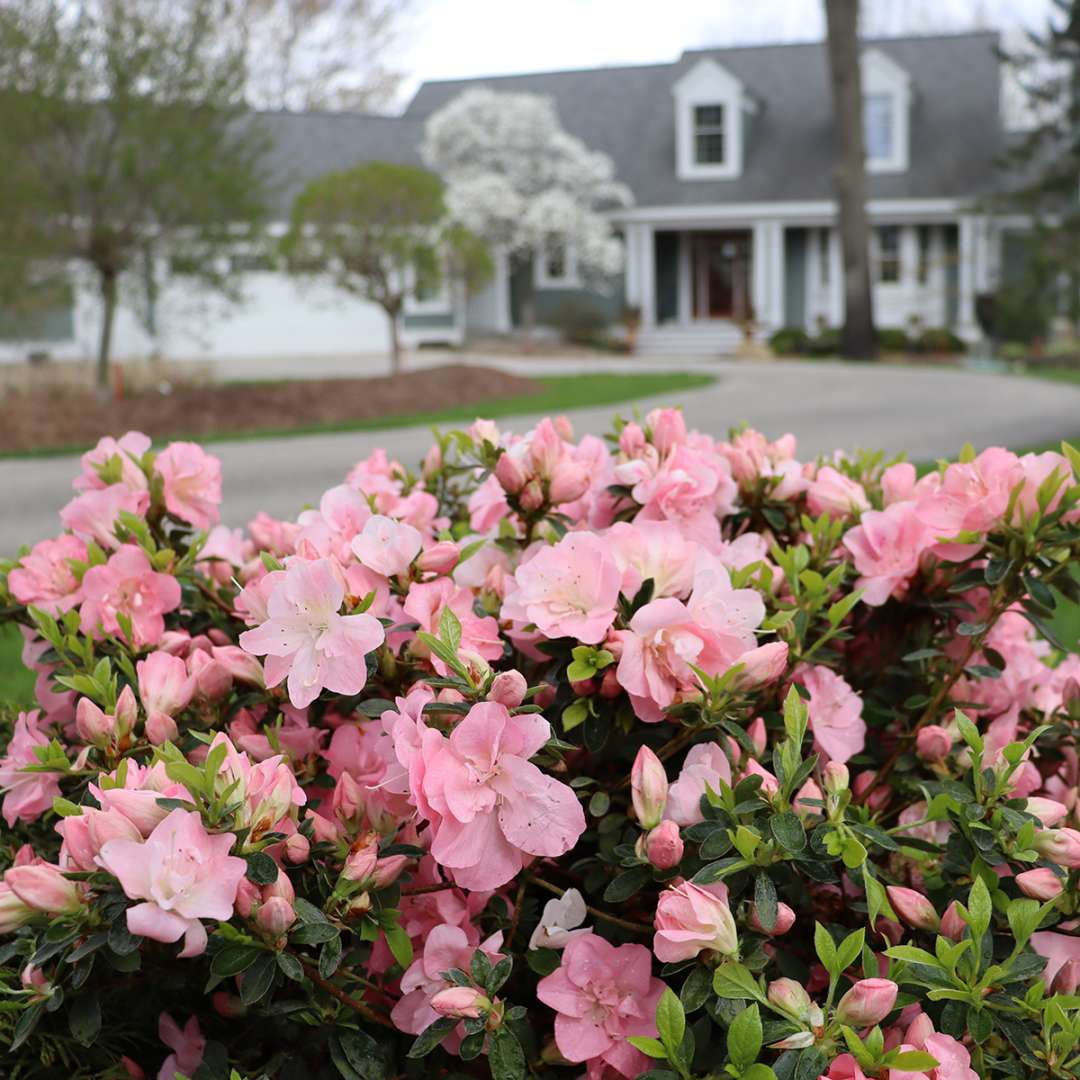 Perfecto Mundo Pink Carpet azalea blooming in a front yard