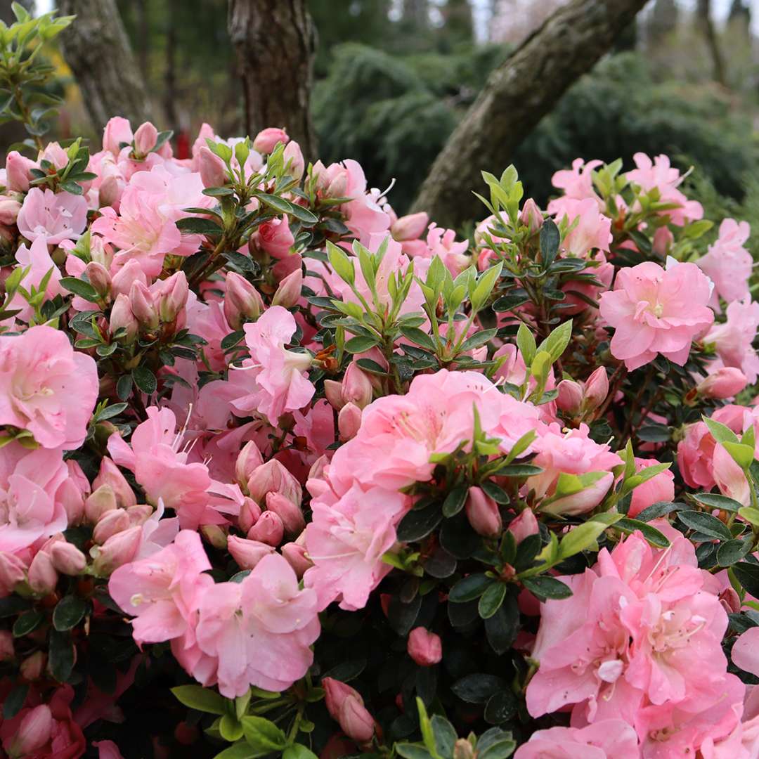 Perfecto Mundo Pink Carpet azalea's bright pink flowers and deep green foliage