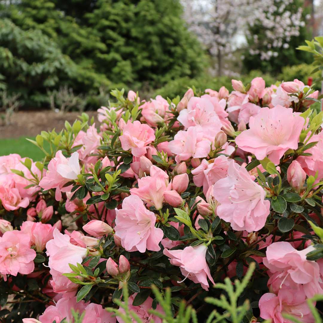 Perfecto Mundo Pink Carpet azalea blooming in front of an evergreen tree