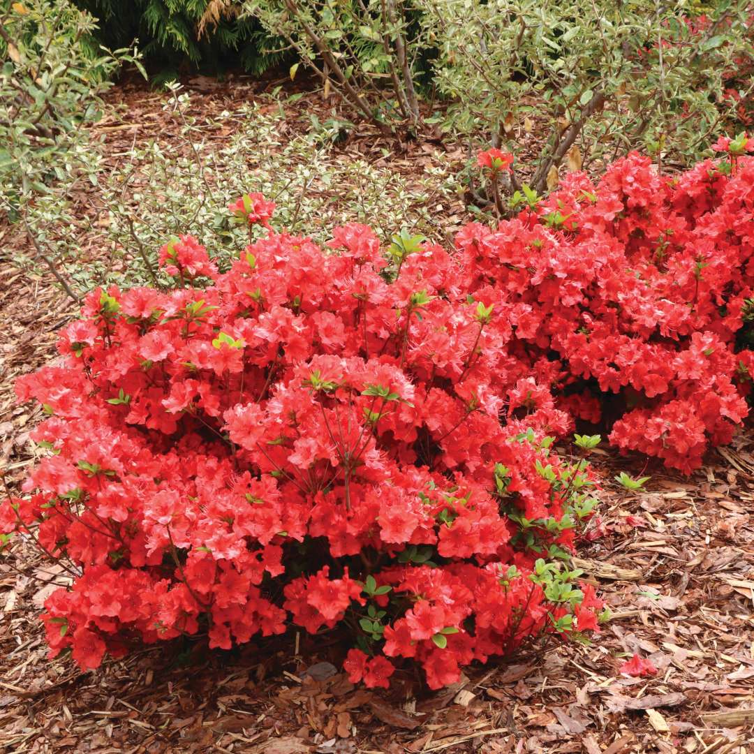 Flashpoint Red azalea is a true red azalea. 
