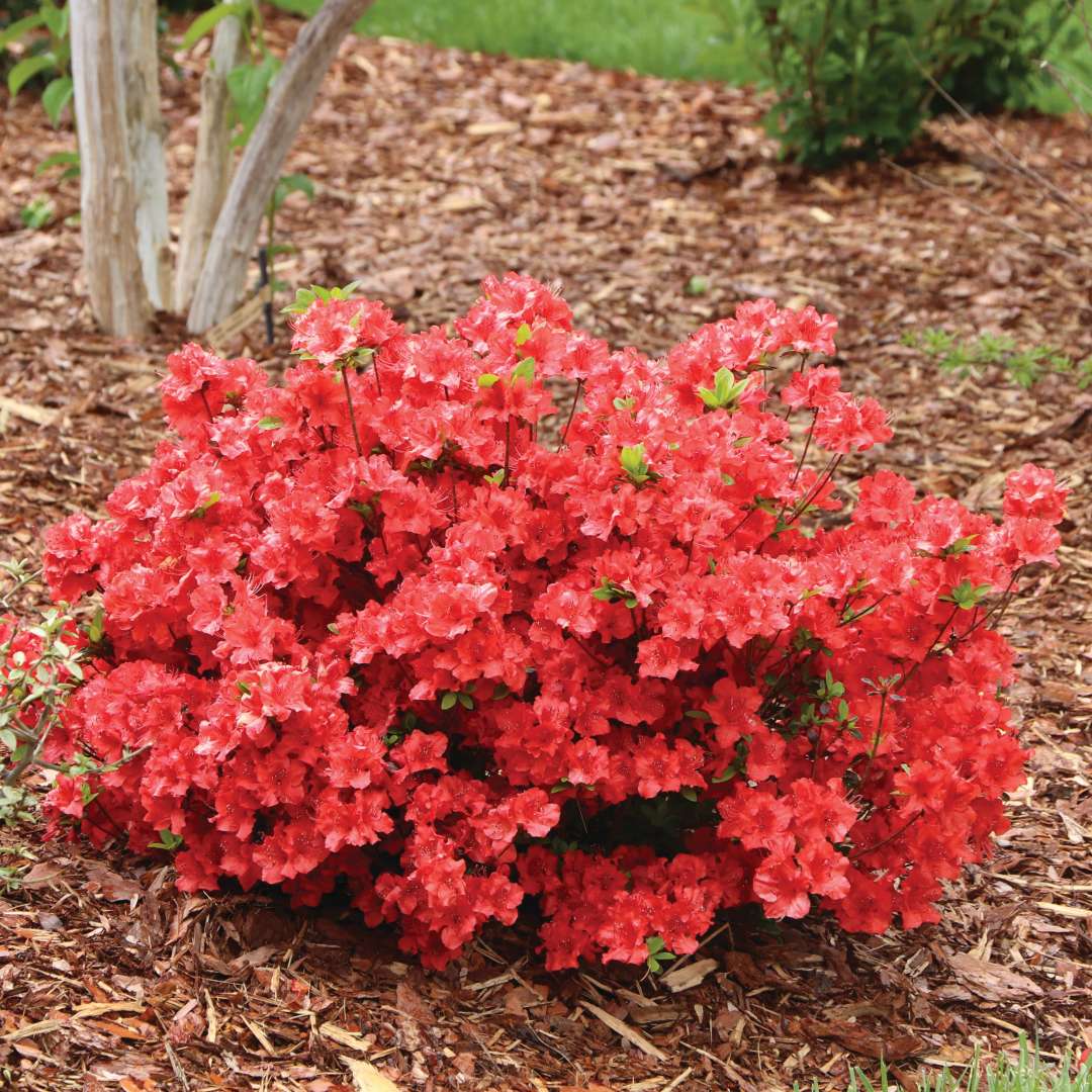 Flashpoint Red azalea has a compact mounded shape. 
