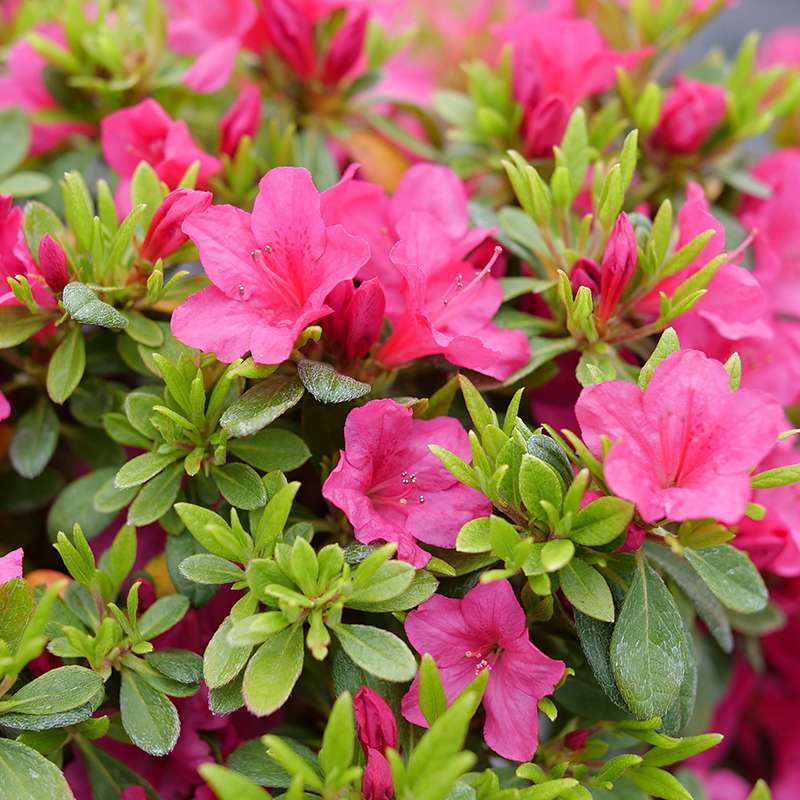 Close up of the vivid fuchsia-pink flowers of Perfecto Mundo Fuchsia Carpet Azalea