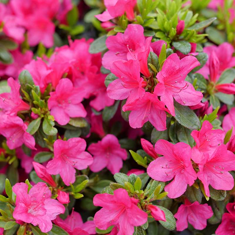 Close up of Perfecto Mundo Fuchsia Carpet azalea flowers