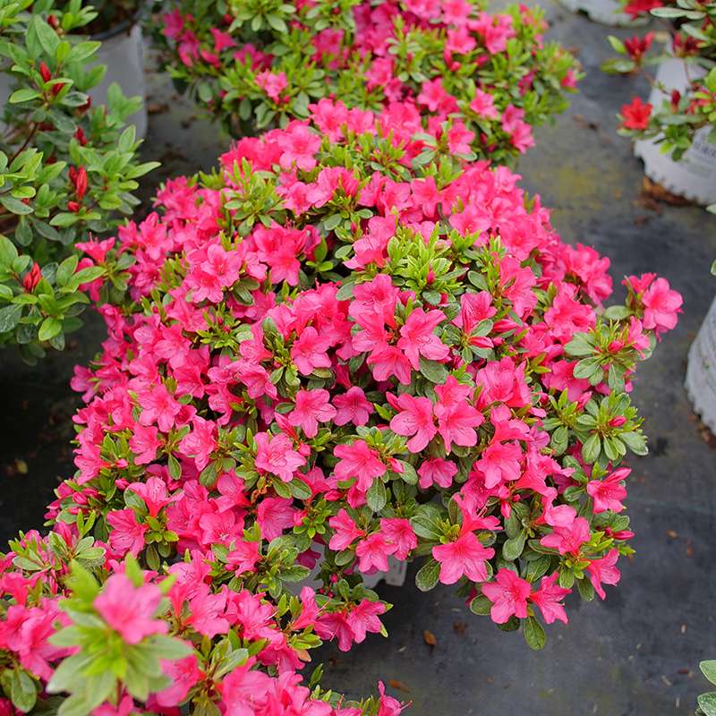 A Perfecto Mundo Fuchsia Carpet Azalea in a greenhouse