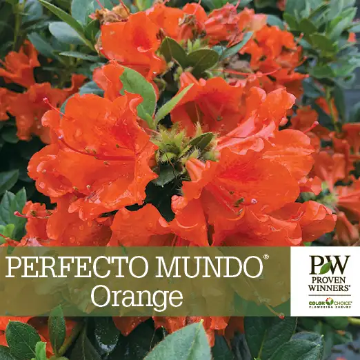 Perfecto Mundo® Orange Azalea Benchcard - Spring Meadow Nursery