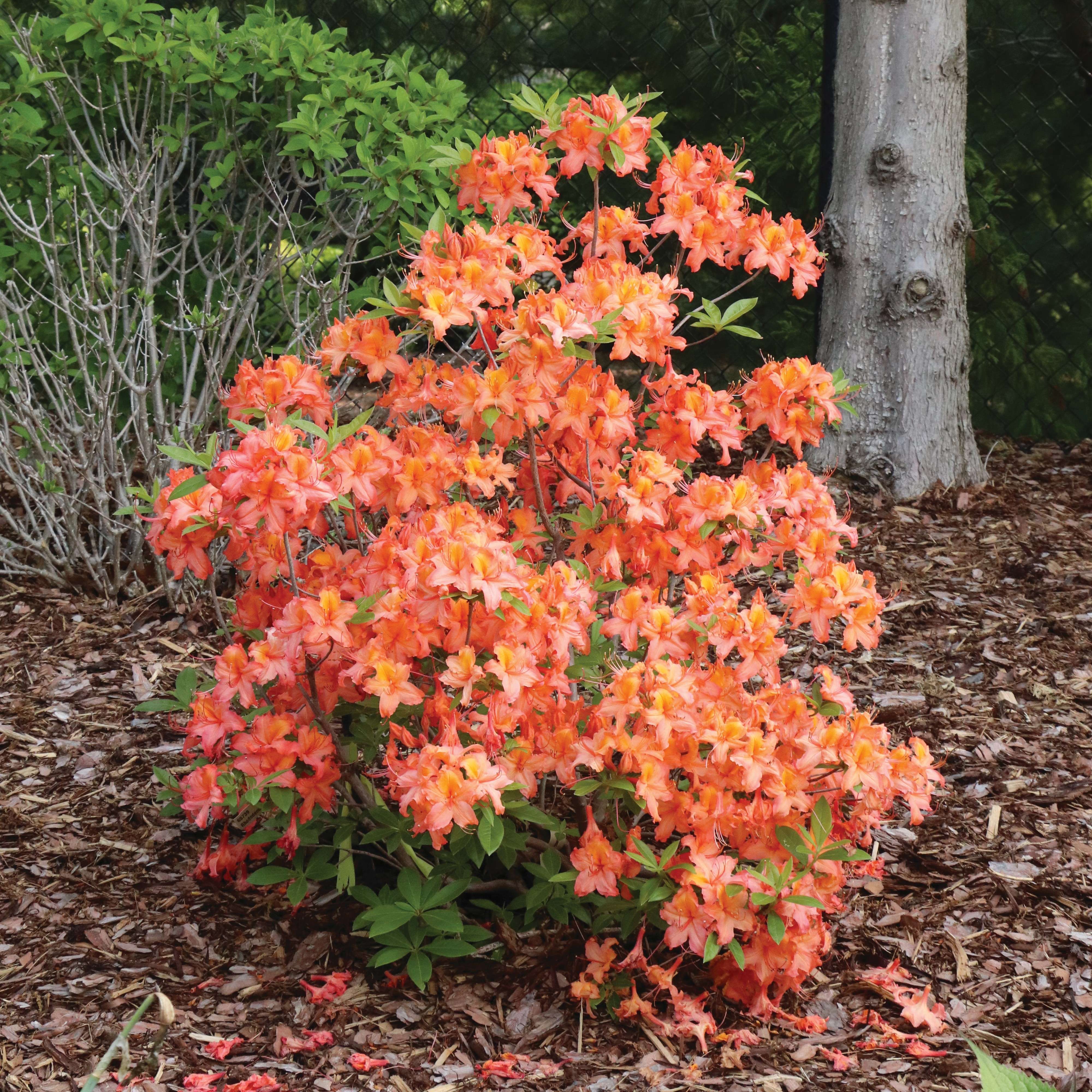 Sweet Reward Orange azalea has bright orange flowers. 