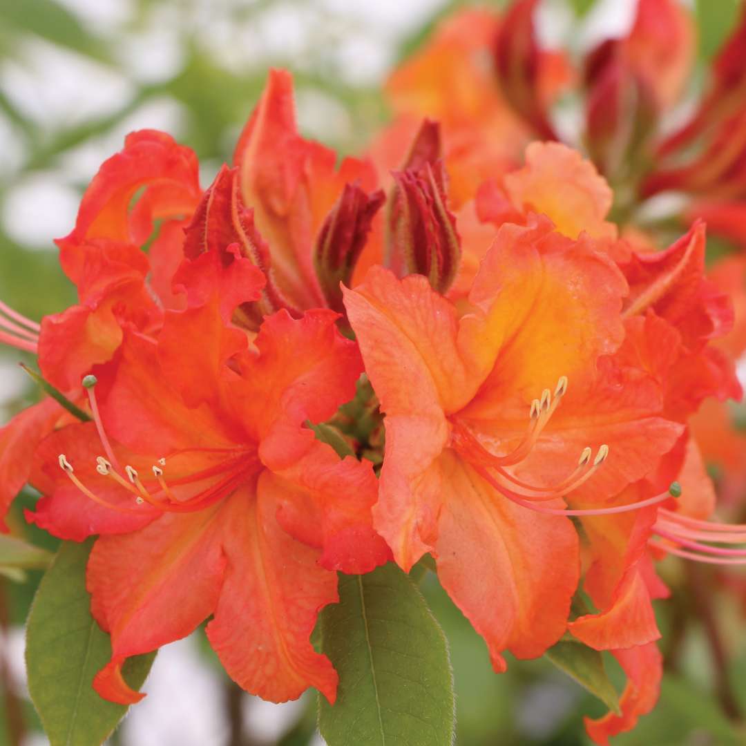 Sweet Reward Orange azalea has bright orange flowers. 