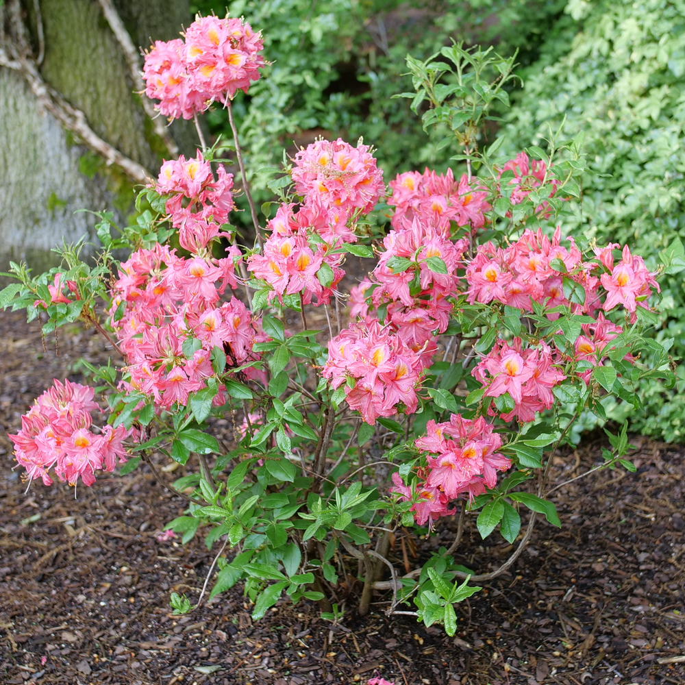 Sweet Reward Pink azalea in a landscape with bright pink flowers and green foliage. 