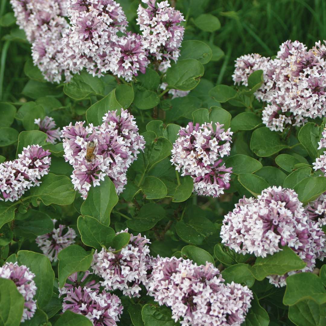 Closeup of the flowers of Baby Kim lilac, star like and light purple