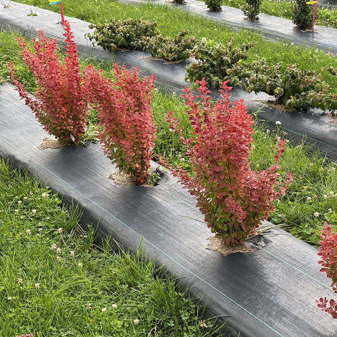 a row of Sunjoy Orange Pillar berberis in a trail field