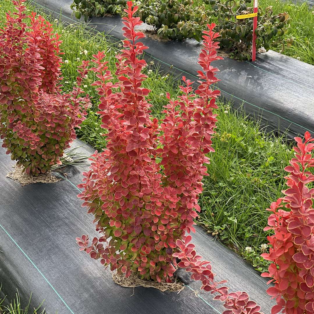 Sunjoy Orange Pillar barberry growing as narrow column in a trial field