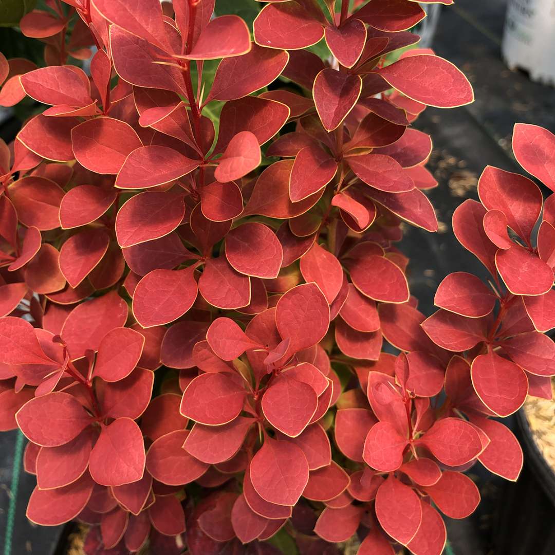 The bright orange foliage of Sunjoy Orange Pillar barberry.