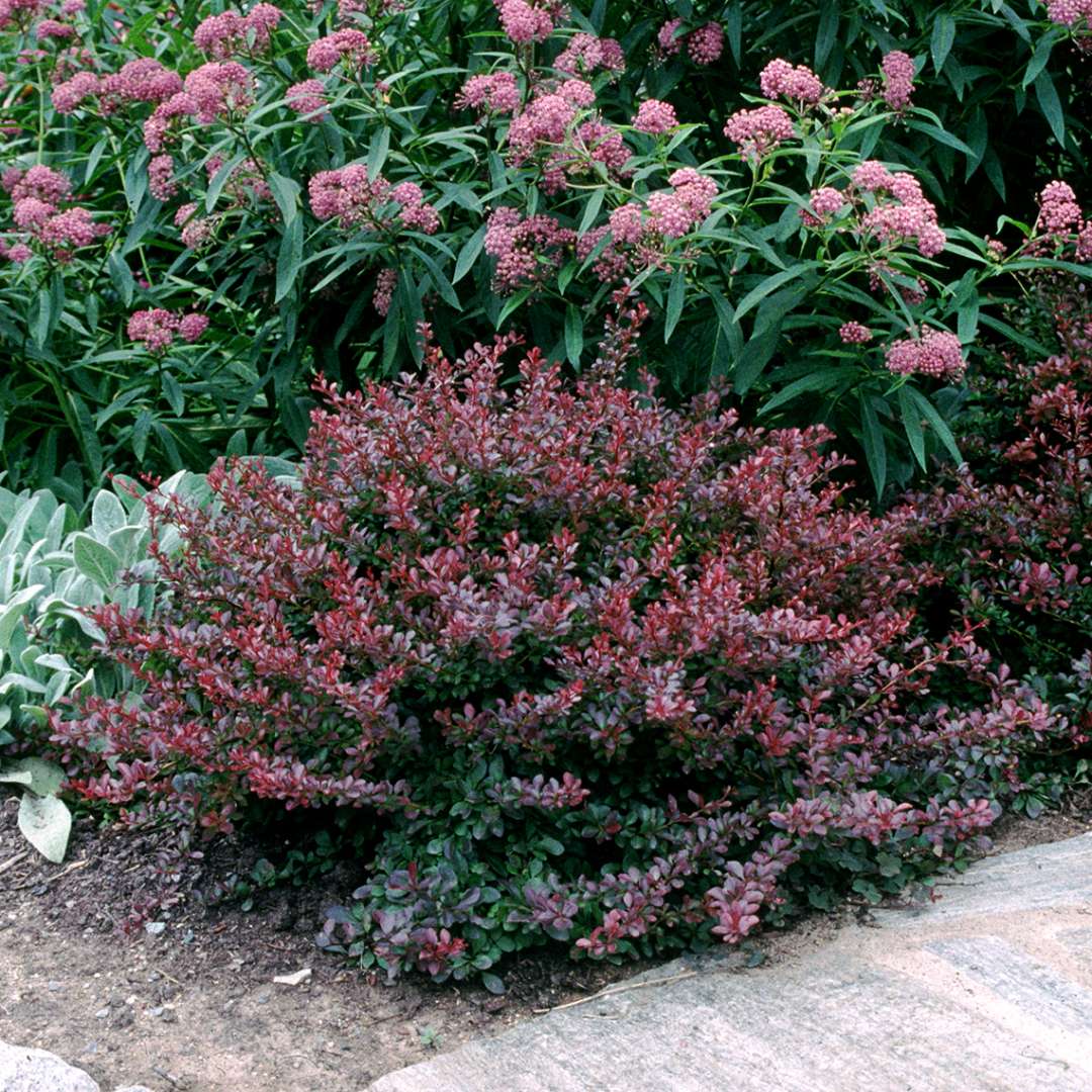 Berberis Crimson Pygmy with dark burgundy foliage in landscape