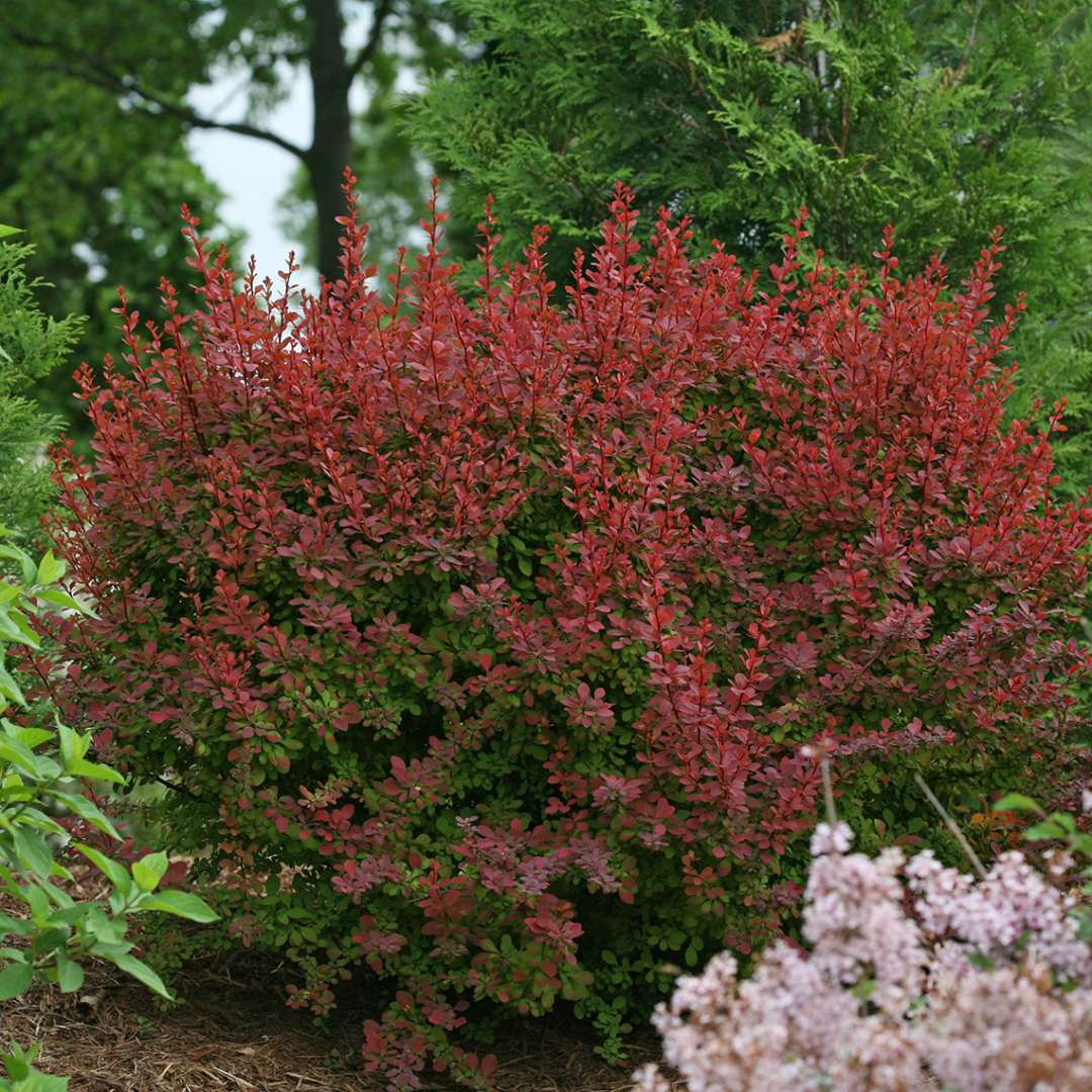 Sunjoy Cinnamon Berberis dark orange/red foliage in landscape