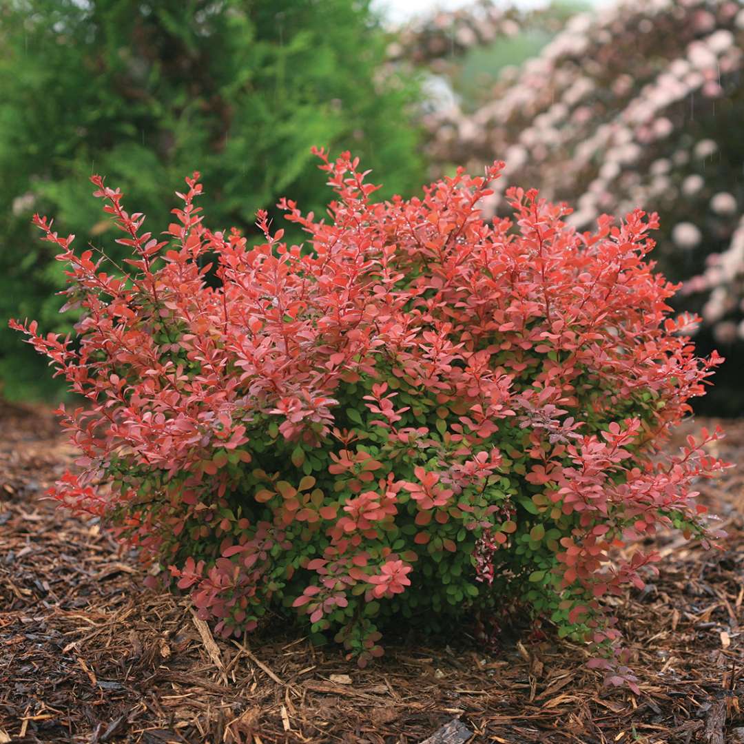 Sunjoy Cinnamon Berberis in landscape