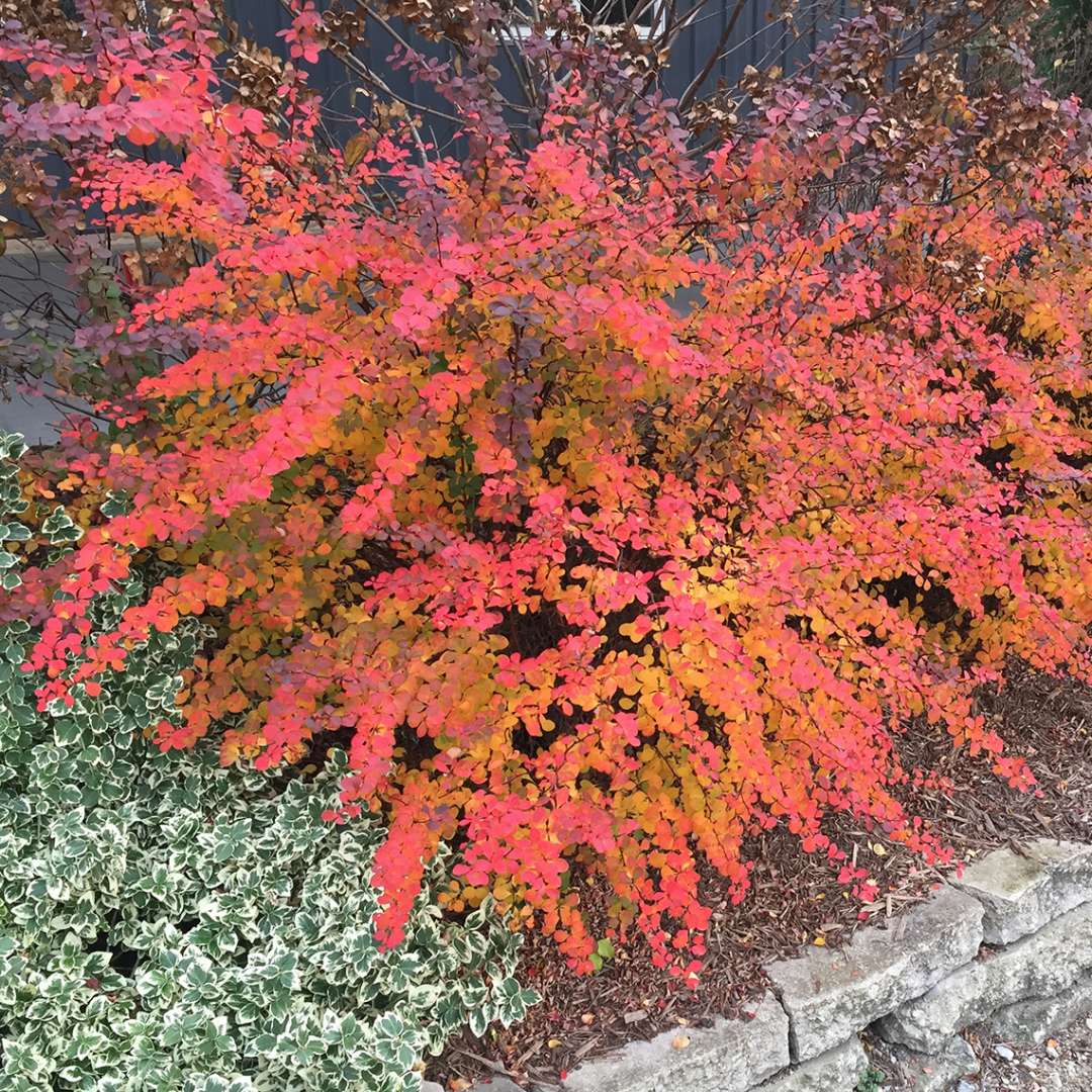 Sunjoy Cinnamon Berberis bright red and orange fall color