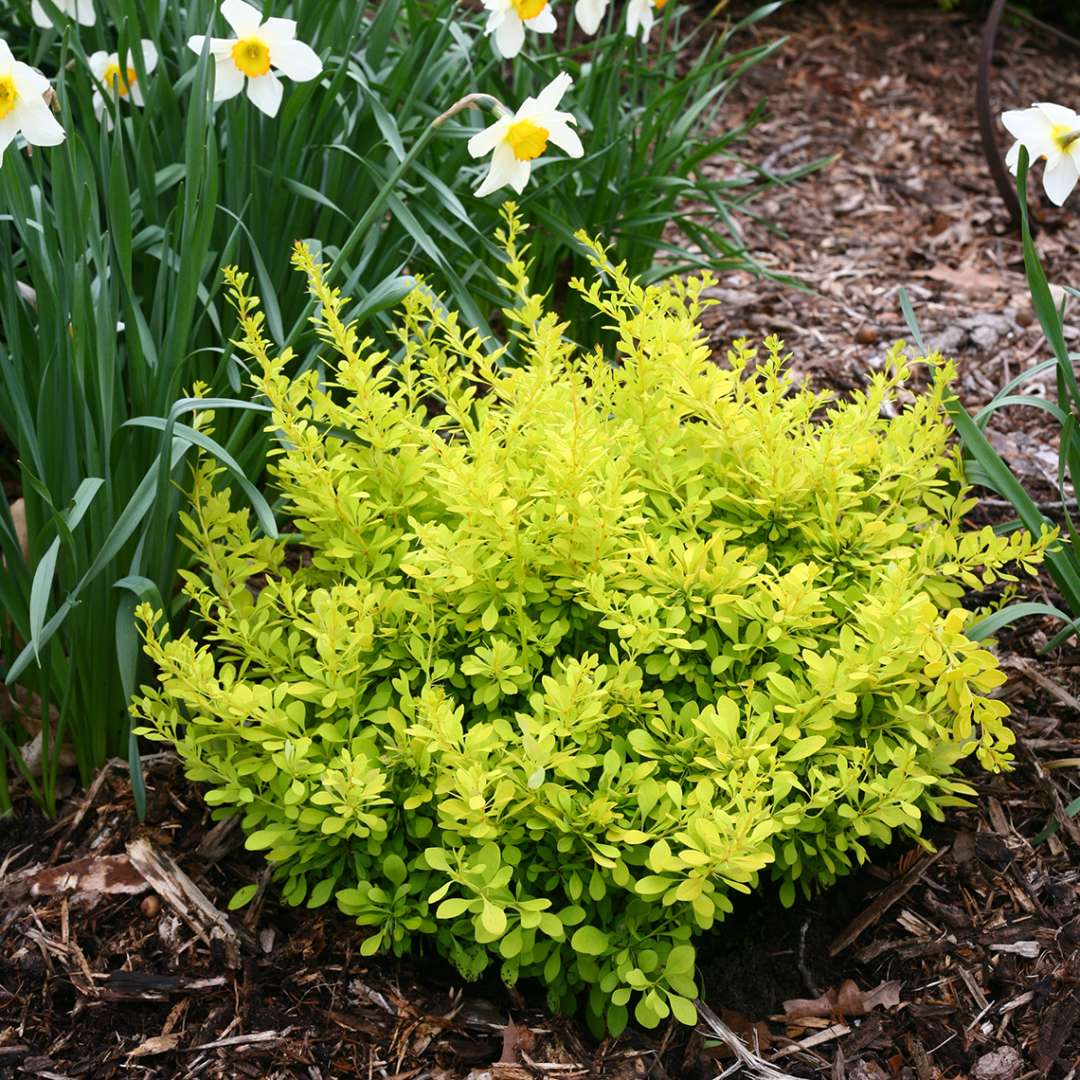 Young Sunjoy Citrus Berberis in landscape with daffodils