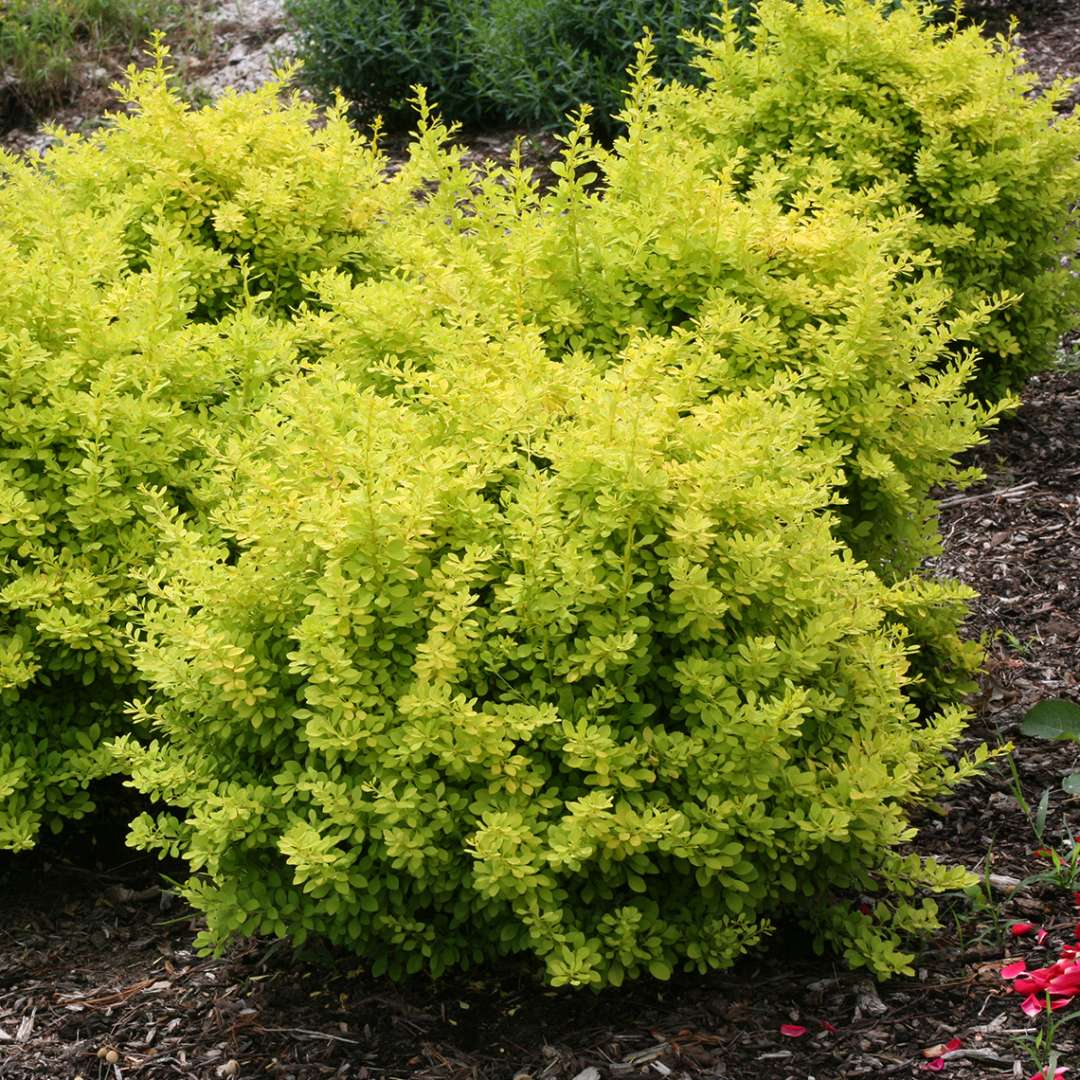 Group of Sunjoy Citrus barberry in landscape