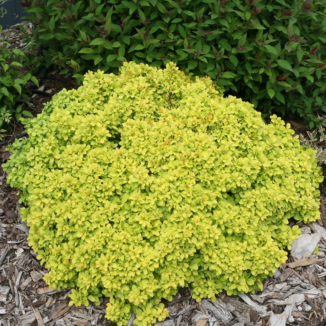 Low growing Sunjoy Gold Beret Berberis in landscape