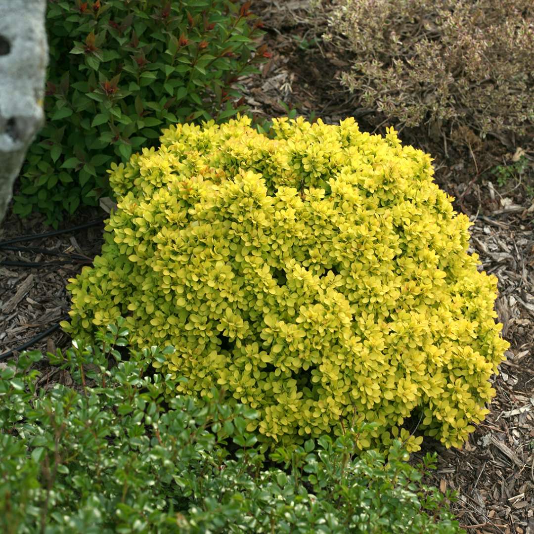 Low growing Sunjoy Gold Beret Berberis in landscape