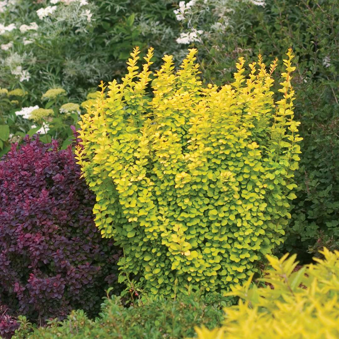 Sunjoy Gold Pillar Berberis beside a dark purple barberry in landscape