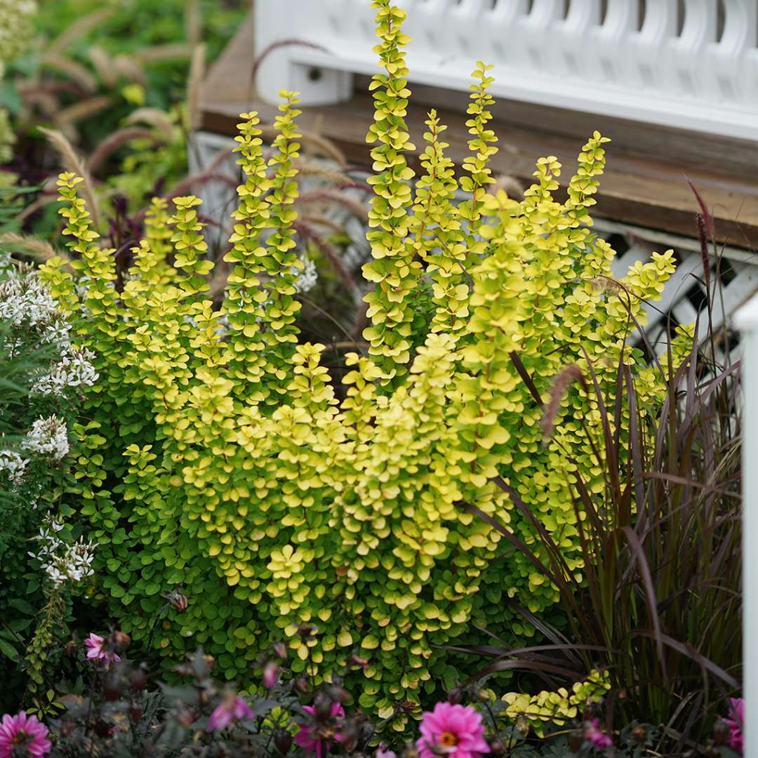 Sunjoy Gold Pillar barberry in garden