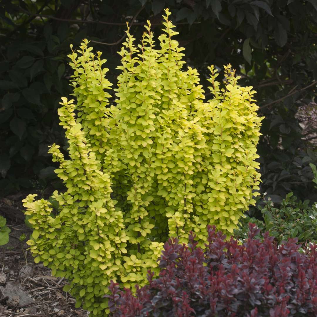 Sunjoy Gold Pillar Berberis in landscape