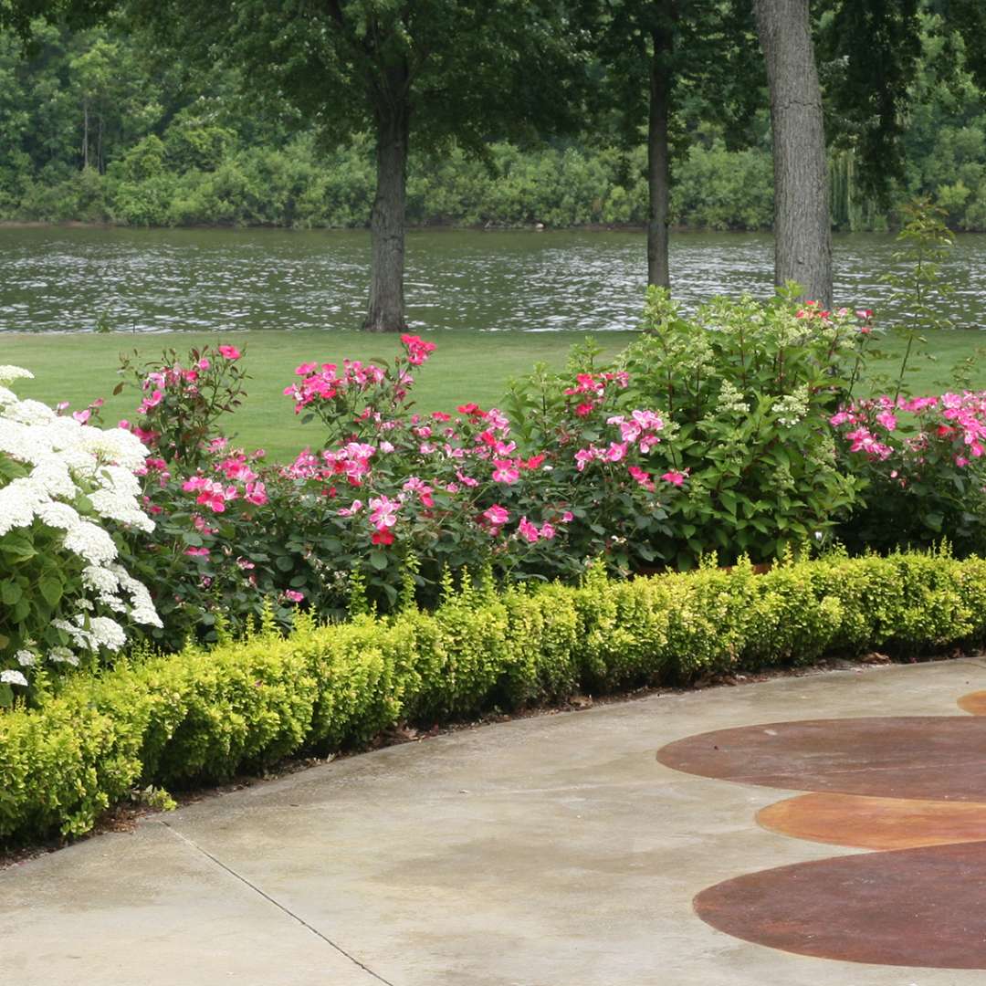 Sunjoy Gold Pillar Berberis used as a low-growing hedge lining a patio