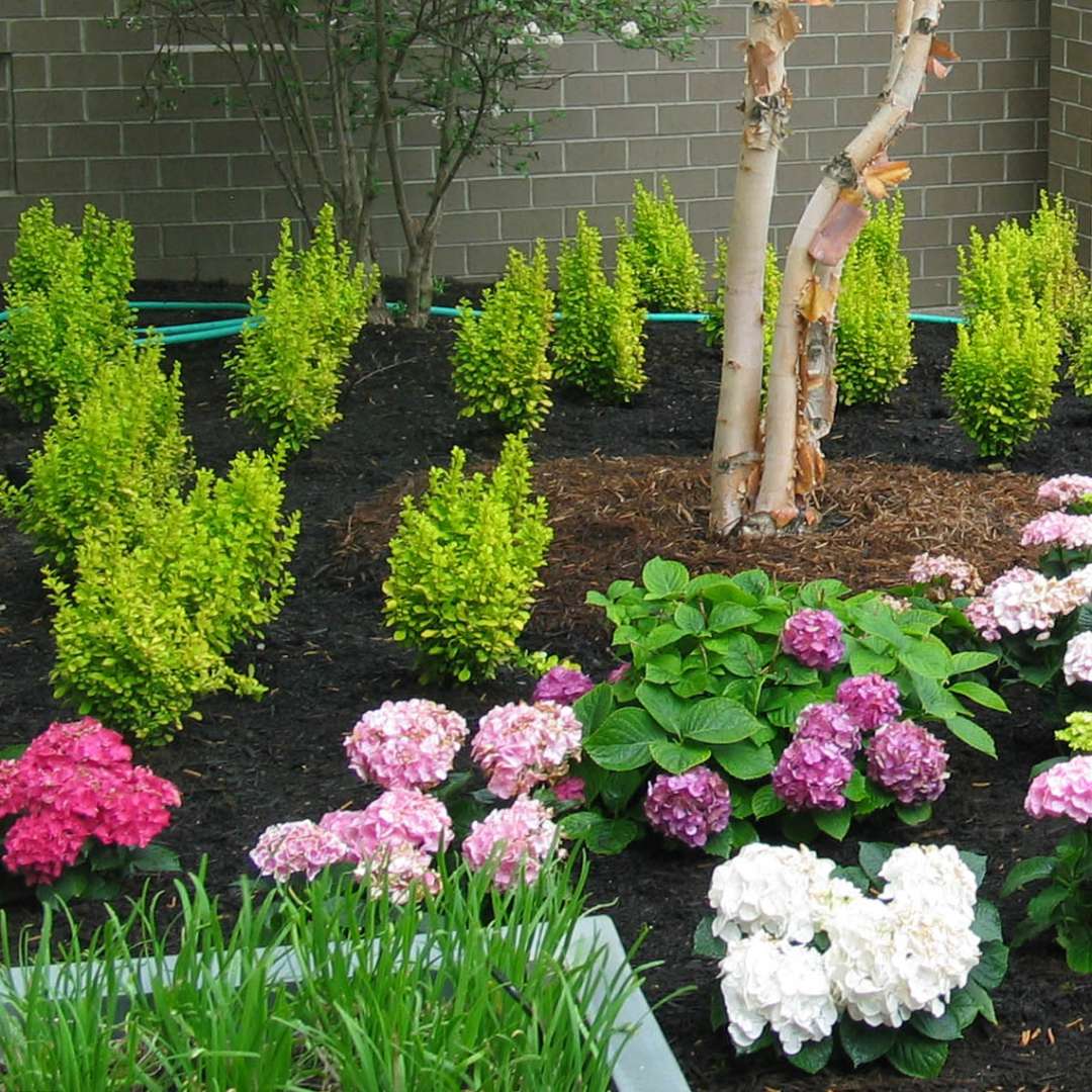 Mass planting of Sunjoy Gold Pillar Berberis behind low-growing Hydrangeas