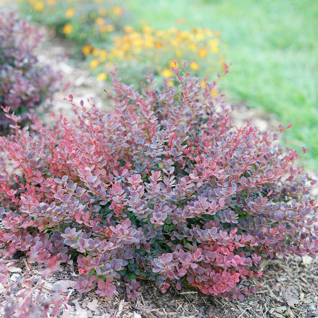 Sunjoy Mini Maroon barberry in landscape