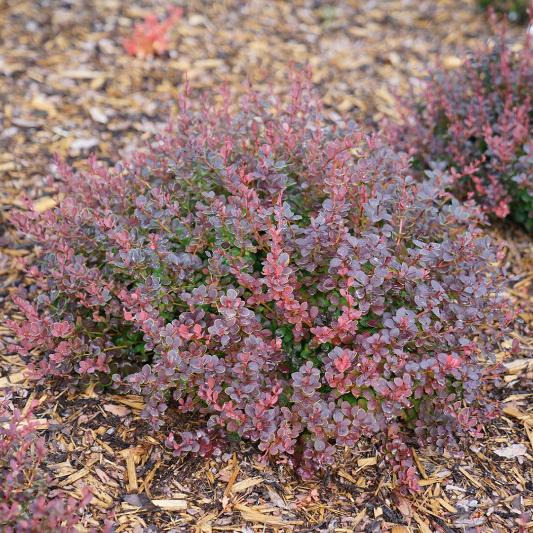 Sunjoy Mini Maroon Berberis with red/purple foliage in landscape