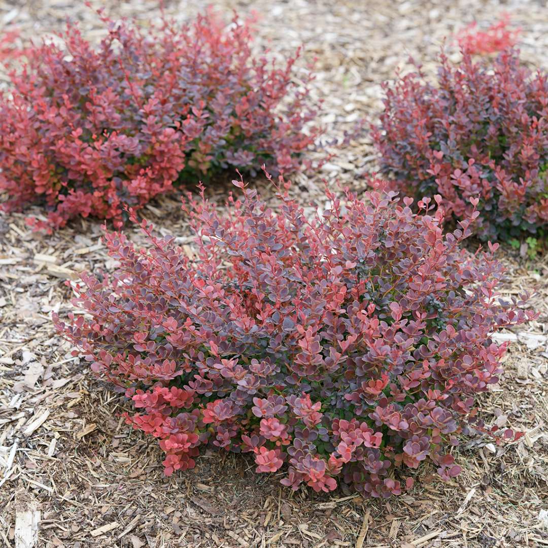 trio of Sunjoy Mini Maroon barberry in landscape