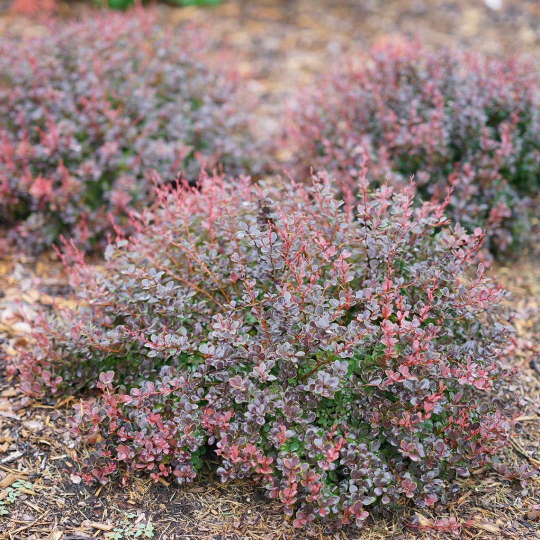 trio of Sunjoy Mini Maroon Berberis in landscape