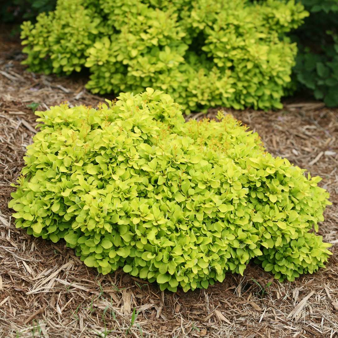 Sunjoy Mini Saffron Berberis with radiant gold foliage in landscape