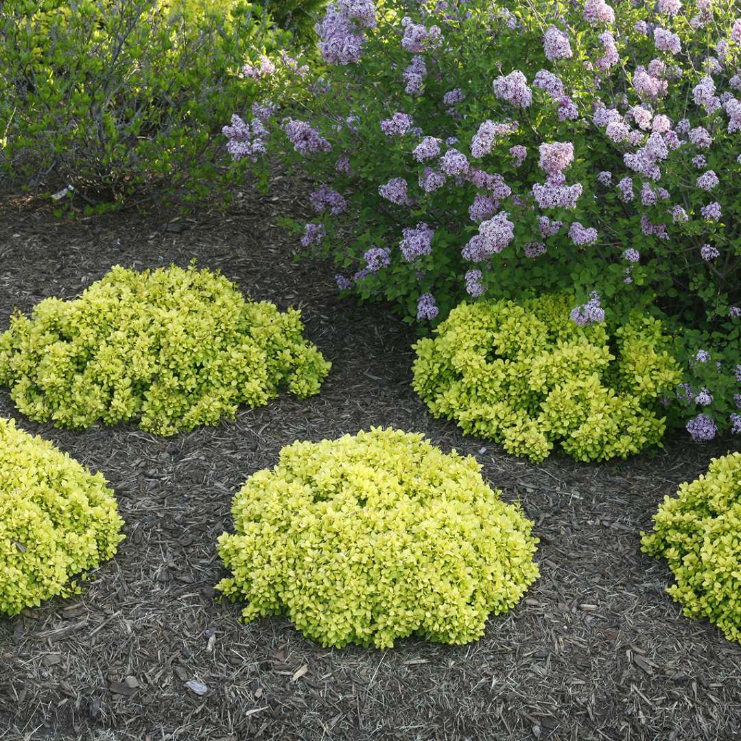 Group of Sunjoy Mini Saffron Berberis in landscape with lilacs