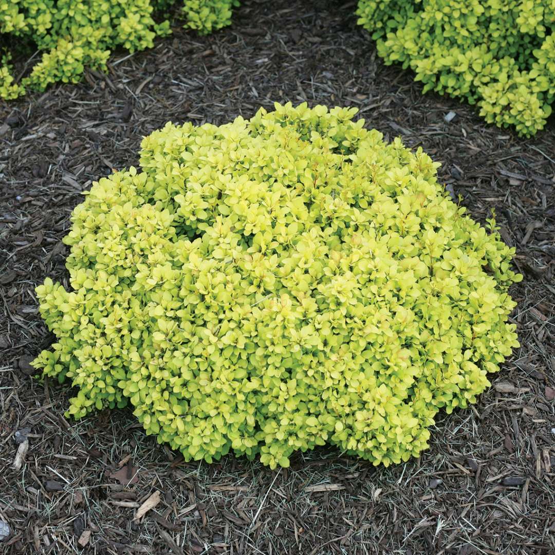 Sunjoy Mini Saffron barberry in landscape