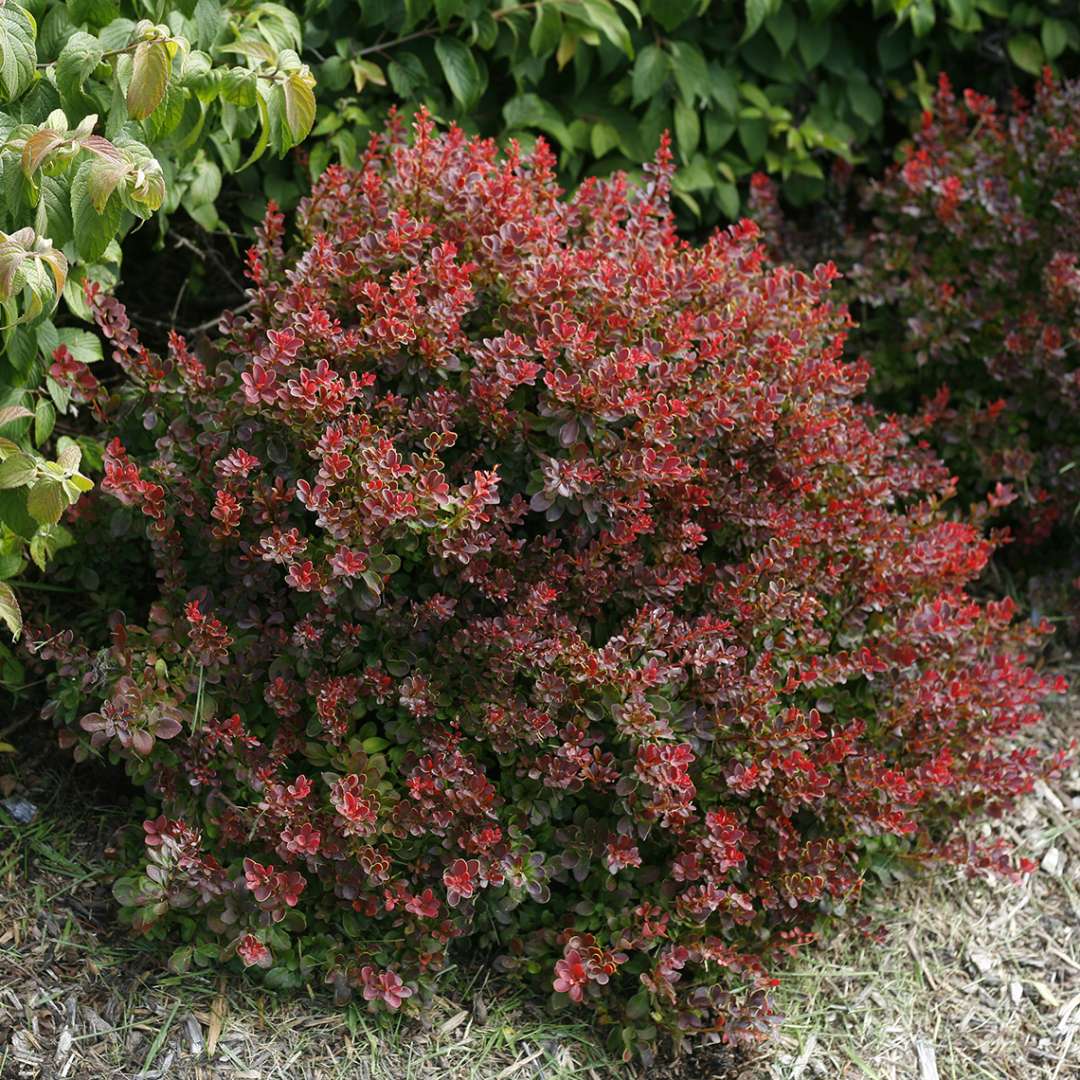 Sunjoy Mini Salsa Berberis in landscape