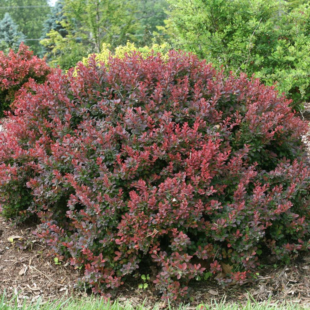 Sunjoy Mini Salsa Berberis in landscape