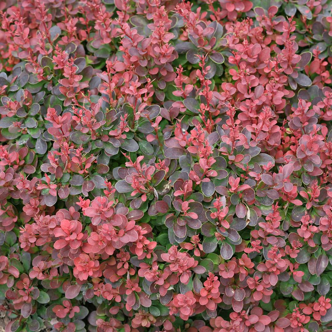 Close up of Sunjoy Mini Salsa Berberis' red and green foliage