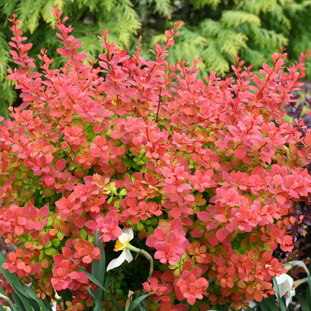 Sunjoy Tangelo Berberis planted with daffodils in spring