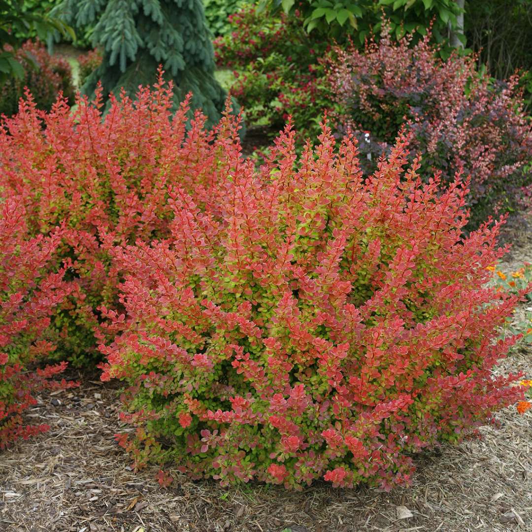 two Sunjoy Tangelo barberry in landscape