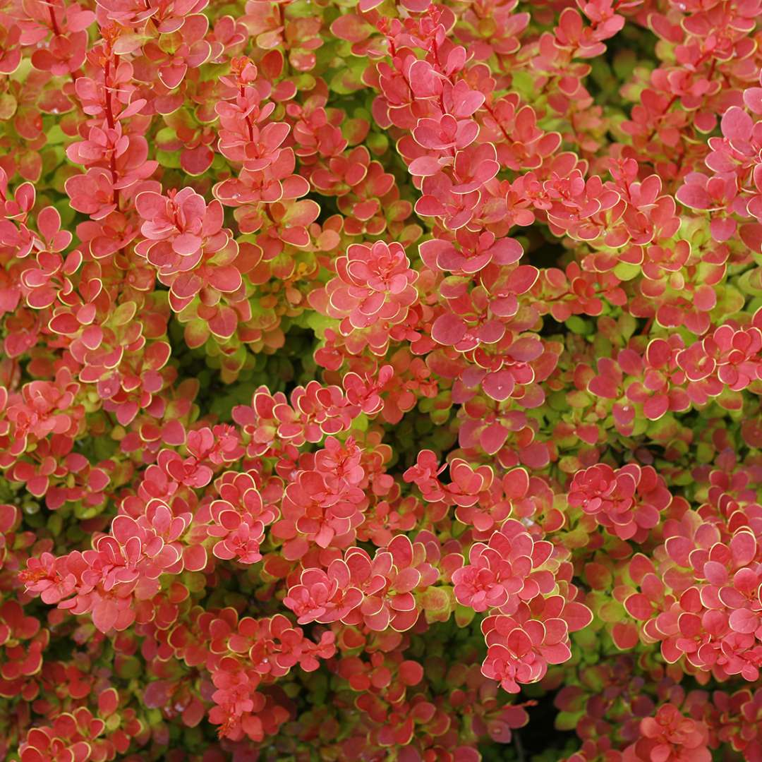 Close up of bright orange Sunjoy Tangelo Berberis foliage