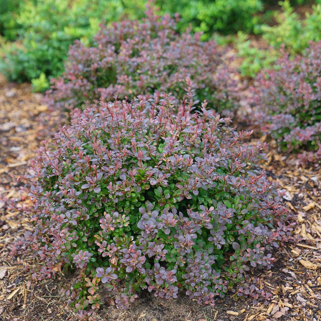 Sunjoy Todo Berberis with green and dark purple foliage in landscape