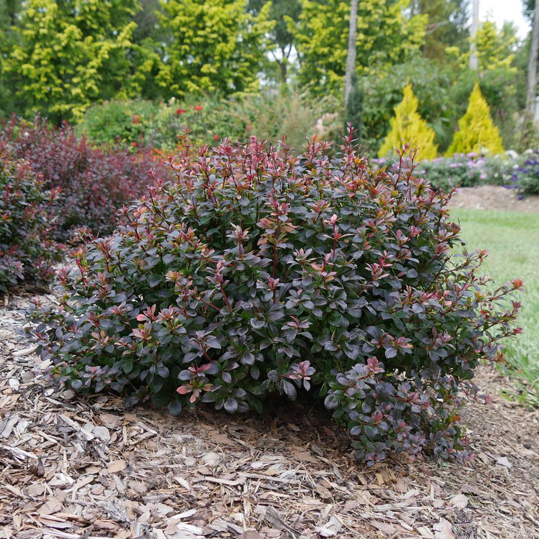 Sunjoy Todo barberry in landscape