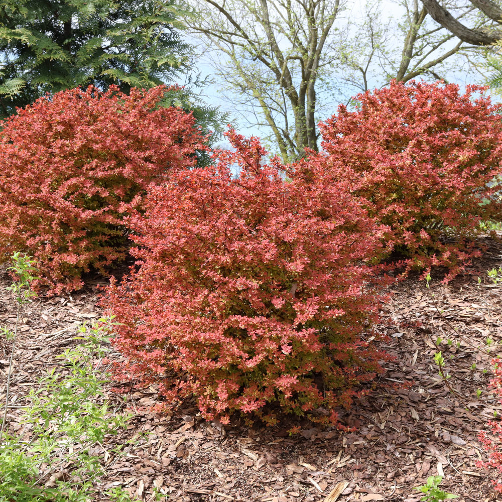 Three orange red Sunjoy Fast Neo barberries growing in a landscape