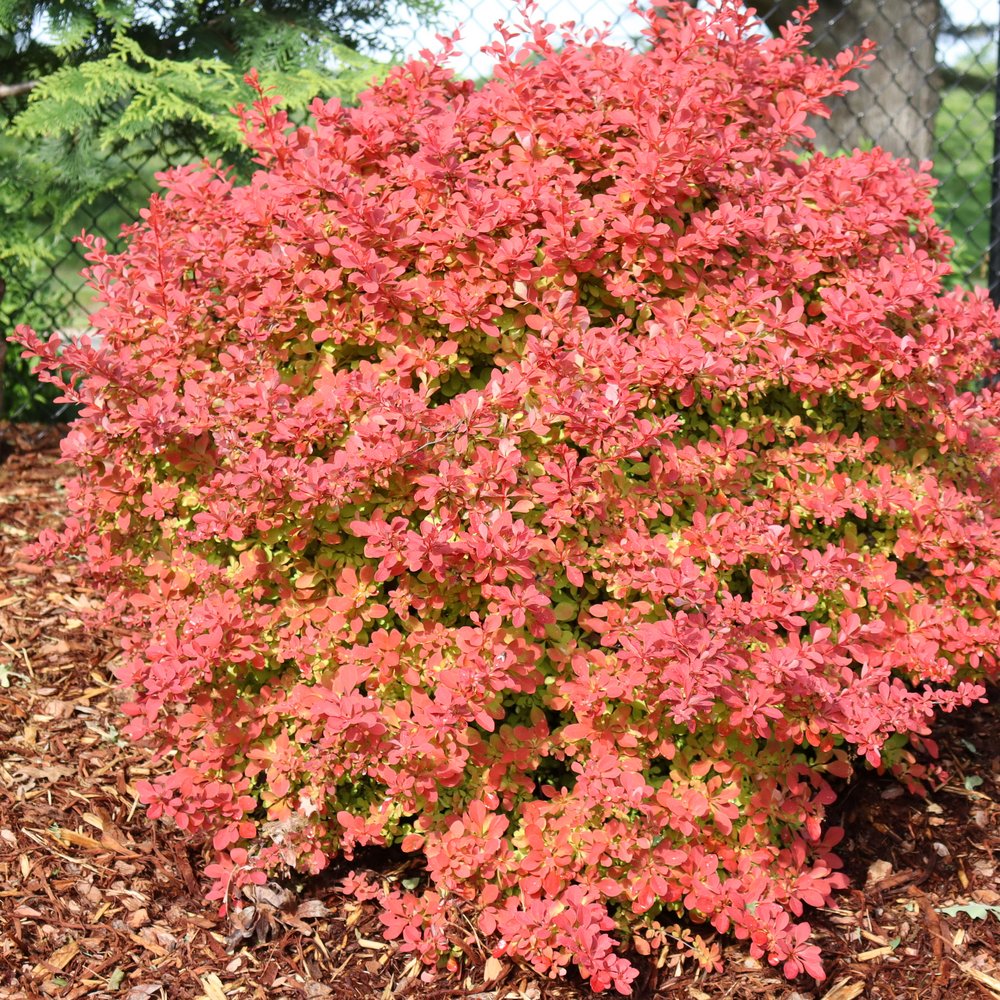 Sunjoy Fast Neo barberry with bright red-orange foliage in a landscape. 