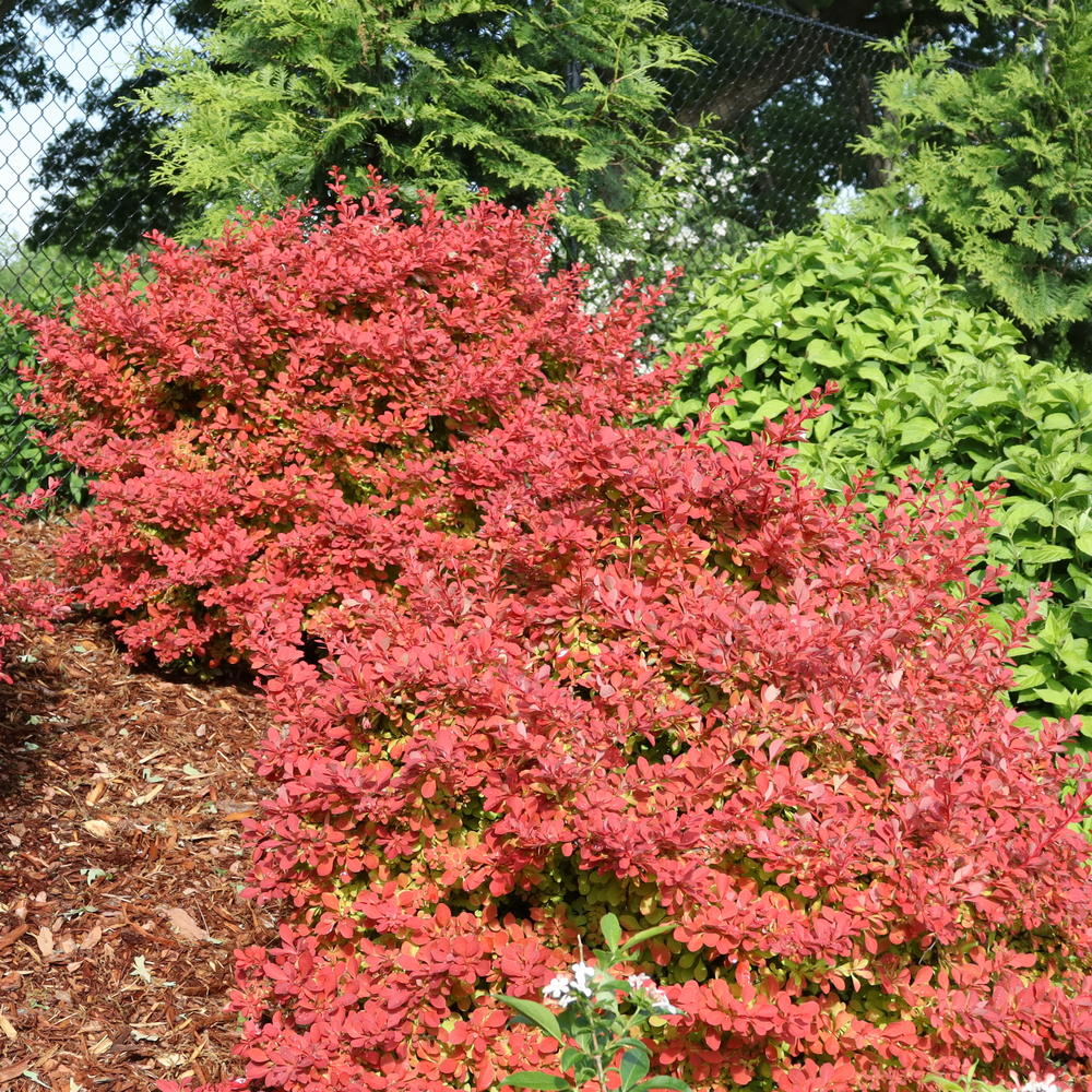 Two bright Sunjoy Fast Neo barberry bushes in a landscape. 